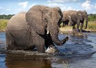 Richard Hall_Elephant Wading In.jpg : Chobe, Elephant, Mammals